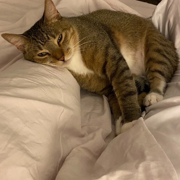 Meet your Posher, Nina - Picture 6 of 16